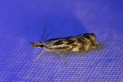 Catoptria oregonicus