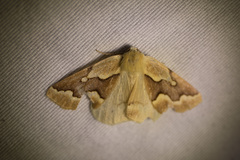 Sabulodes edwardsata