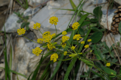 Bupleurum ranunculoides