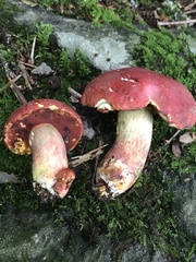 Boletus subluridellus
