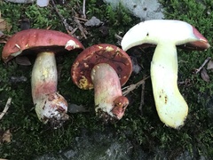 Boletus subluridellus