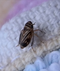Anoscopus