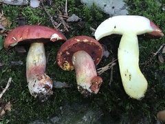 Boletus subluridellus