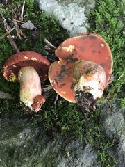 Boletus subluridellus