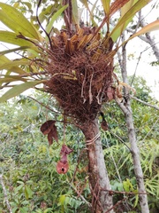 Coryanthes macrantha