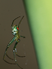 Leucauge argyrobapta