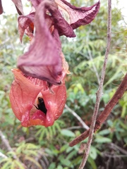 Coryanthes macrantha