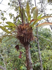 Coryanthes macrantha