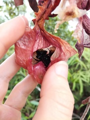 Coryanthes macrantha