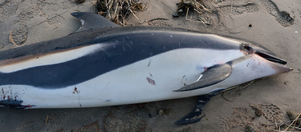 Atlantic White-sided Dolphin from Warwick, RI on March 8, 2012 by cyric ...