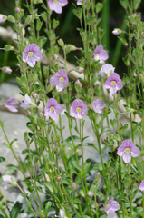 Veronica fruticulosa