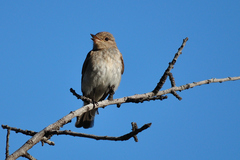 Muscicapa striata tyrrhenica