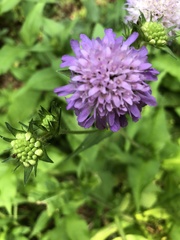 Knautia dipsacifolia