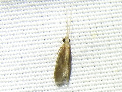 Annulipalpia
