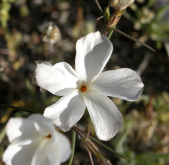 Linanthus maricopensis