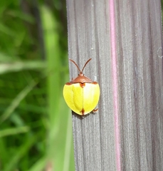 Paraselenis