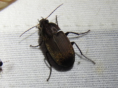 Chlaenius tomentosus