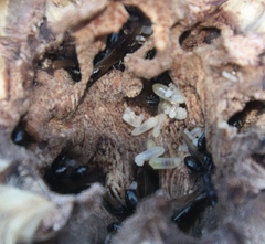 Camponotus werthi