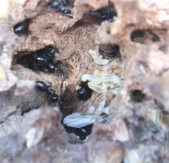 Camponotus werthi