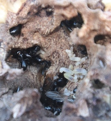Camponotus werthi