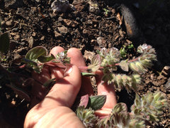 Phacelia phacelioides