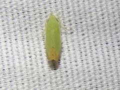 Memnonia flavida