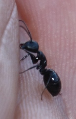 Camponotus werthi