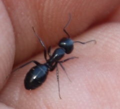 Camponotus werthi