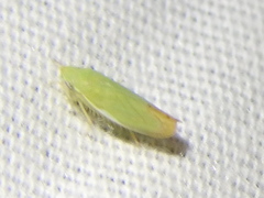 Memnonia flavida