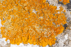 Xanthoria calcicola