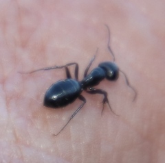 Camponotus werthi