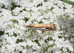 Crambus bidens