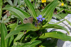 Gentiana cruciata cruciata