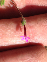 Allophyllum divaricatum