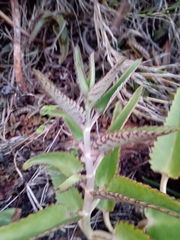 Kalanchoe daigremontiana