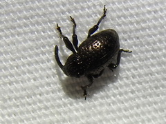 Chalcodermus inaequicollis