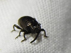 Chalcodermus inaequicollis