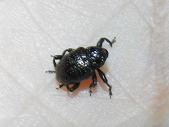 Chalcodermus inaequicollis