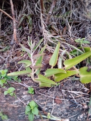 Kalanchoe daigremontiana