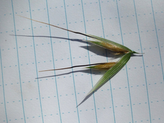 Avena fatua