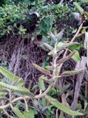 Kalanchoe daigremontiana