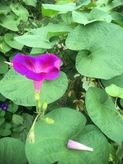 Ipomoea purpurea