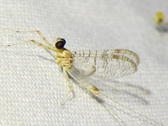 Maccaffertium terminatum terminatum