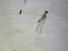 Maccaffertium terminatum terminatum