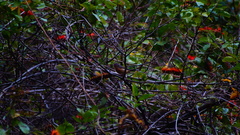 Passerina rositae