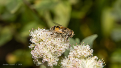Eristalis arbustorum