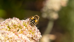 Eristalis arbustorum
