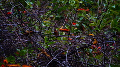 Passerina rositae