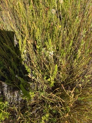 Erica intermedia albiflora