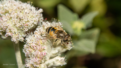 Eristalis arbustorum